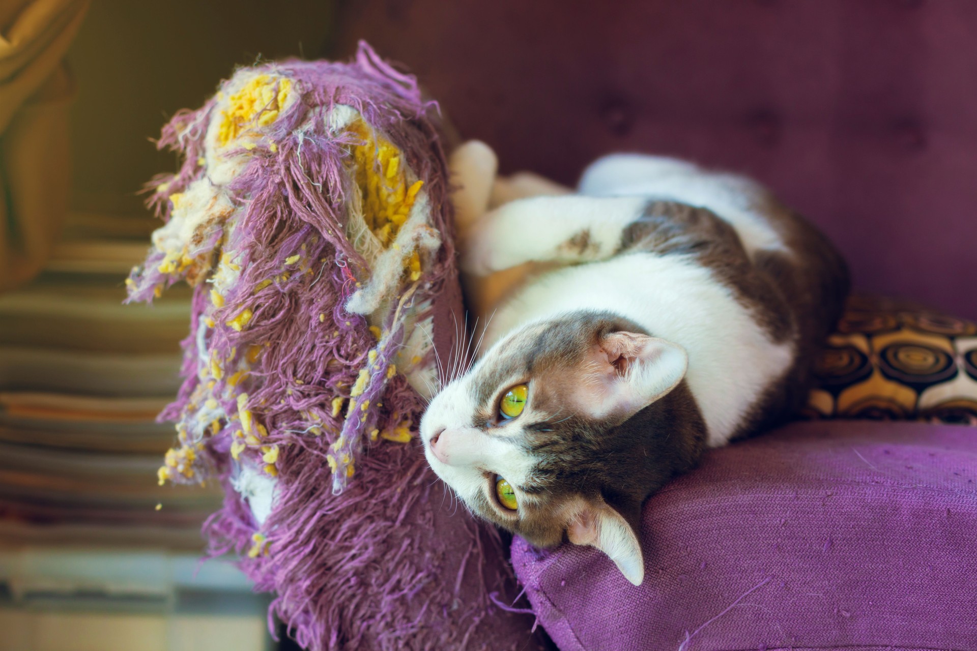 cats scratch furniture, scratch at the corner of the couch